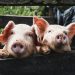 Vietnam Battles Mounting African Swine Fever Outbreaks in Pig Farms Nationwide
