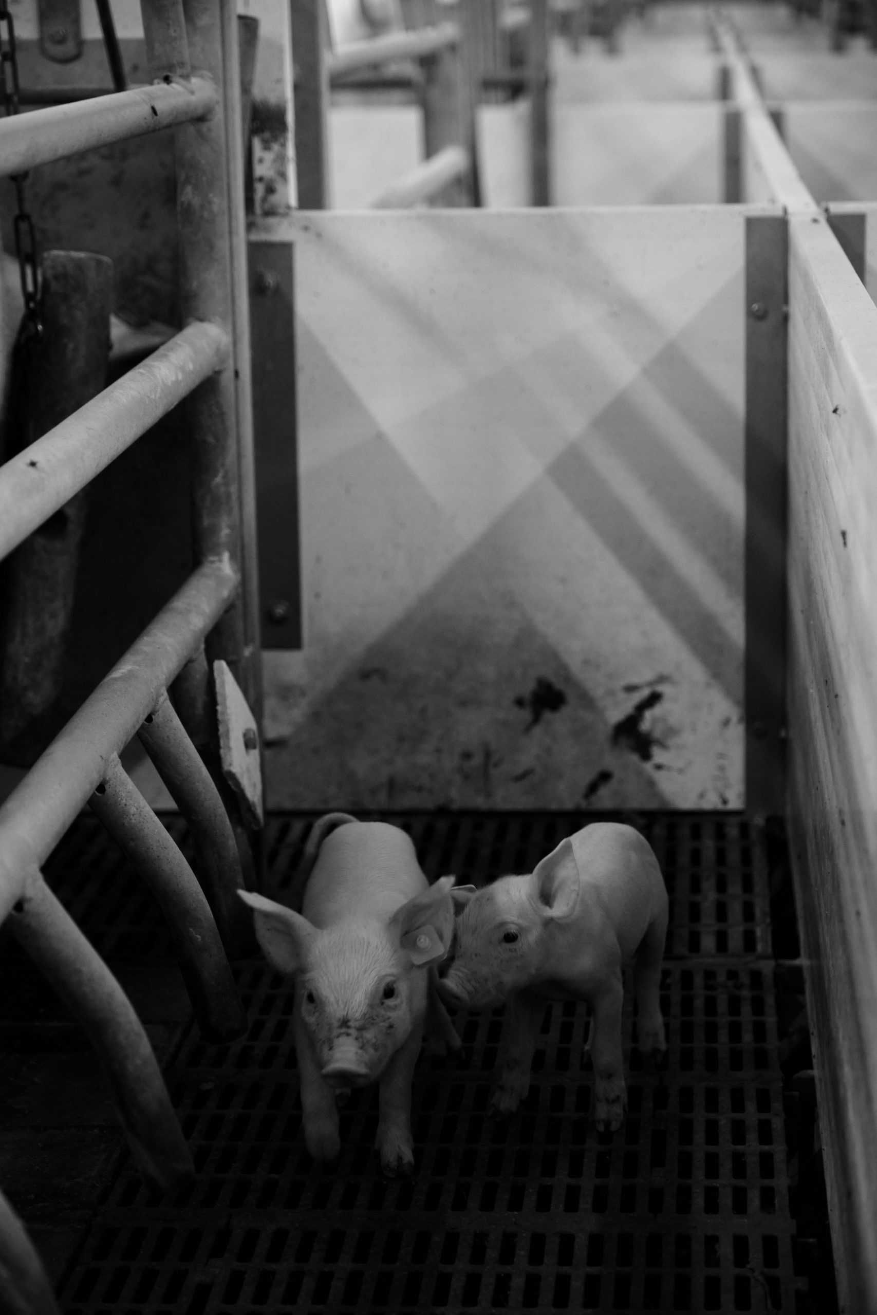 Disturbing Allegations in South Africa as Farm Worker Says Women Were Fed to Pigs Under Duress
