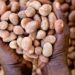 Why Did Nigeria's Shea Nut Export Ban Backfire on the Women It Was Meant to Help?