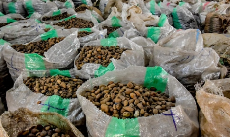 Why Did Nigeria's Shea Nut Export Ban Backfire on the Women It Was Meant to Help?
