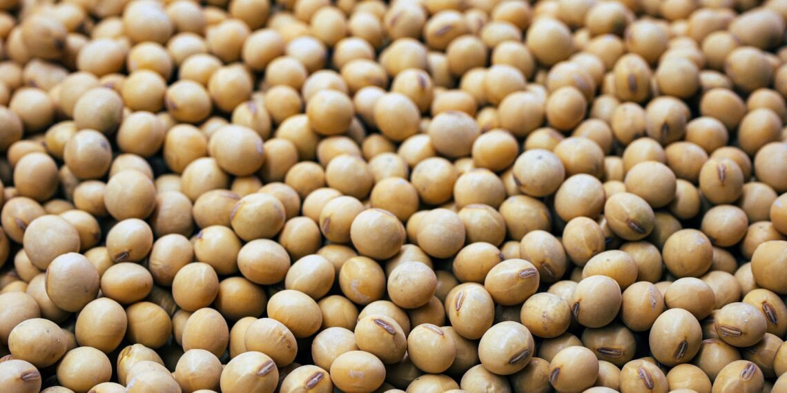 Trumps Tariffs Wipes U.S Soybeans Exports as Aid Aids Argentina