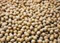 Trumps Tariffs Wipes U.S Soybeans Exports as Aid Aids Argentina