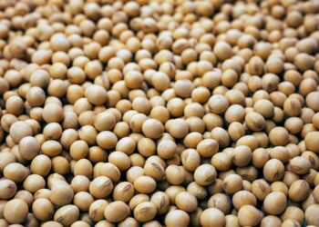 Trumps Tariffs Wipes U.S Soybeans Exports as Aid Aids Argentina