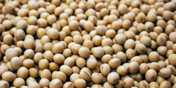 Trumps Tariffs Wipes U.S Soybeans Exports as Aid Aids Argentina