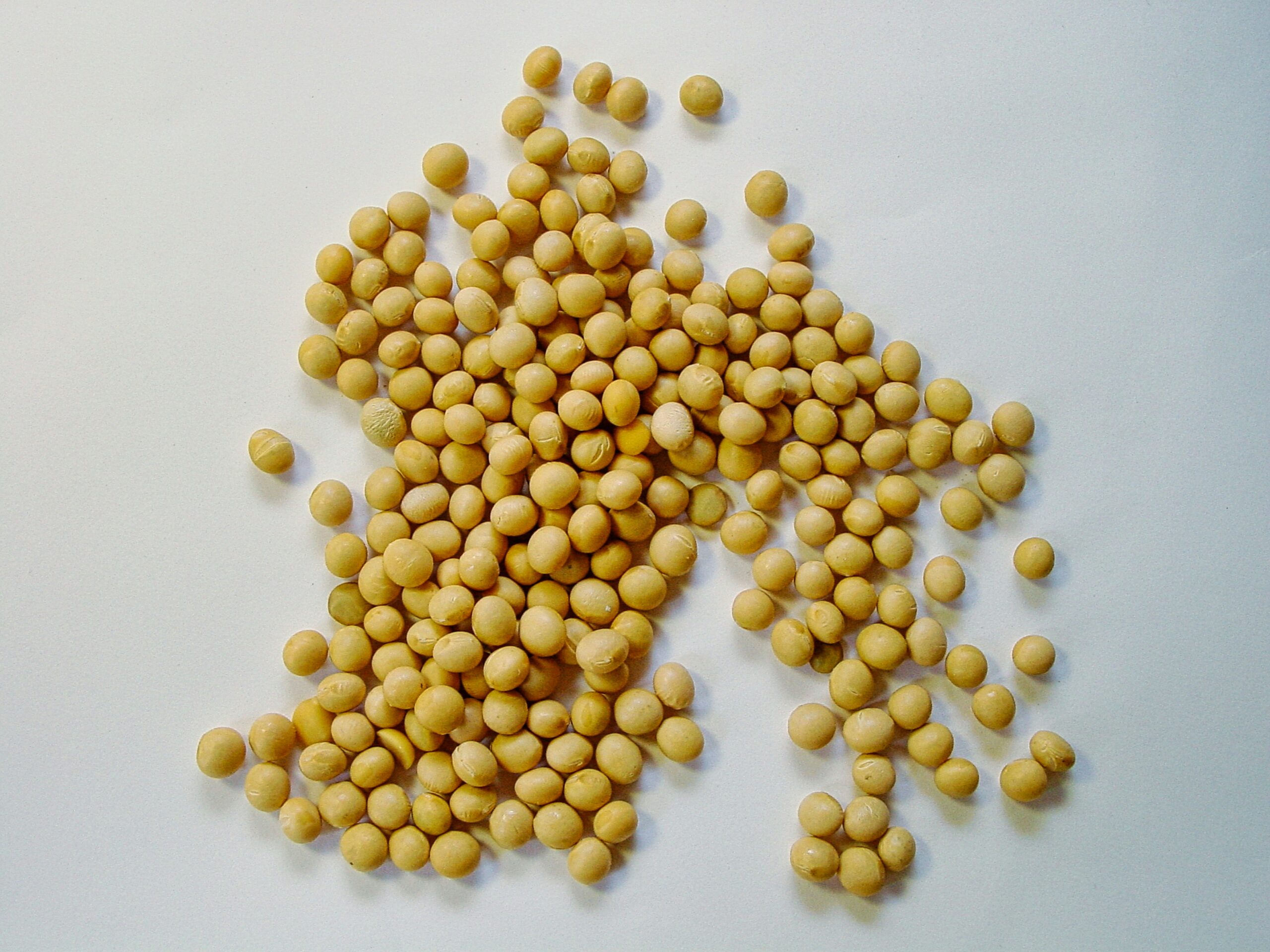 Trumps Tariffs Wipes U.S Soybeans Exports as Aid Aids Argentina