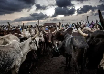 Nigeria's Grazing Confusion: Government's Baffling Reversal Sows Nationwide Anger