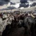 Nigeria's Grazing Confusion: Government's Baffling Reversal Sows Nationwide Anger