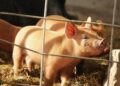 Spain: The Swine Fever Outbreak That's Triggering an International Trade Crisis