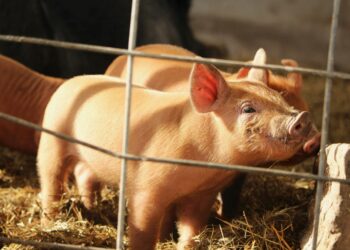 Spain: The Swine Fever Outbreak That's Triggering an International Trade Crisis