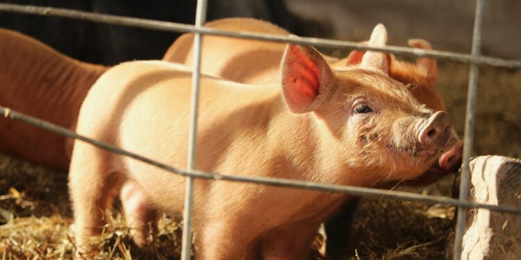 Spain: The Swine Fever Outbreak That's Triggering an International Trade Crisis