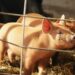 Spain: The Swine Fever Outbreak That's Triggering an International Trade Crisis