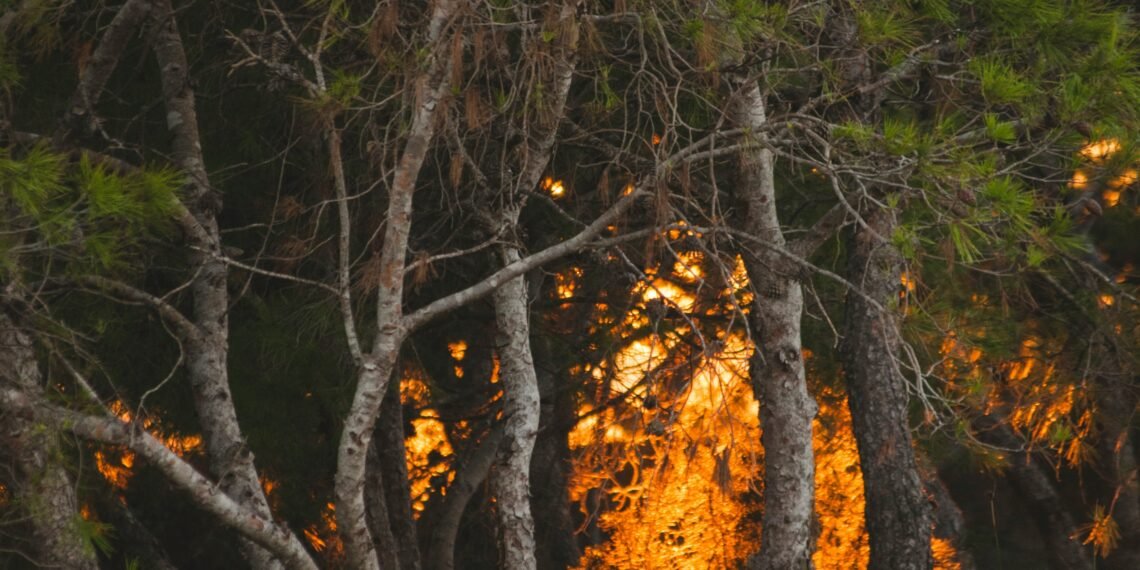 “Bombs Can’t Penetrate Forests?” Nigerians Slam Defence Minister Badaru