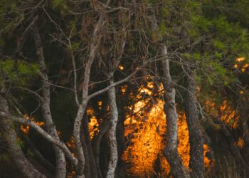 “Bombs Can’t Penetrate Forests?” Nigerians Slam Defence Minister Badaru