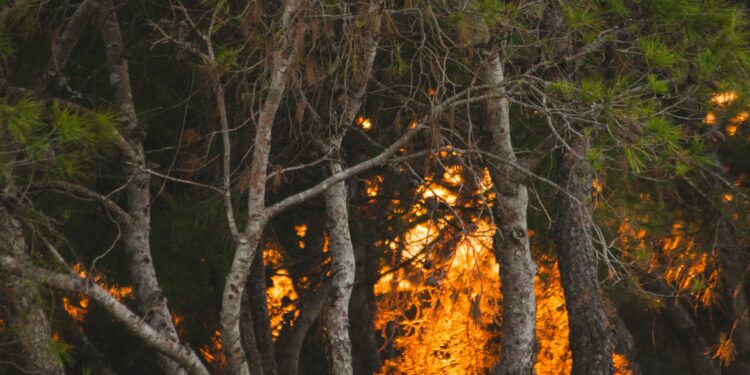 “Bombs Can’t Penetrate Forests?” Nigerians Slam Defence Minister Badaru