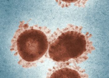 The Nipah Virus Spreading in India Has the WHO on Edge