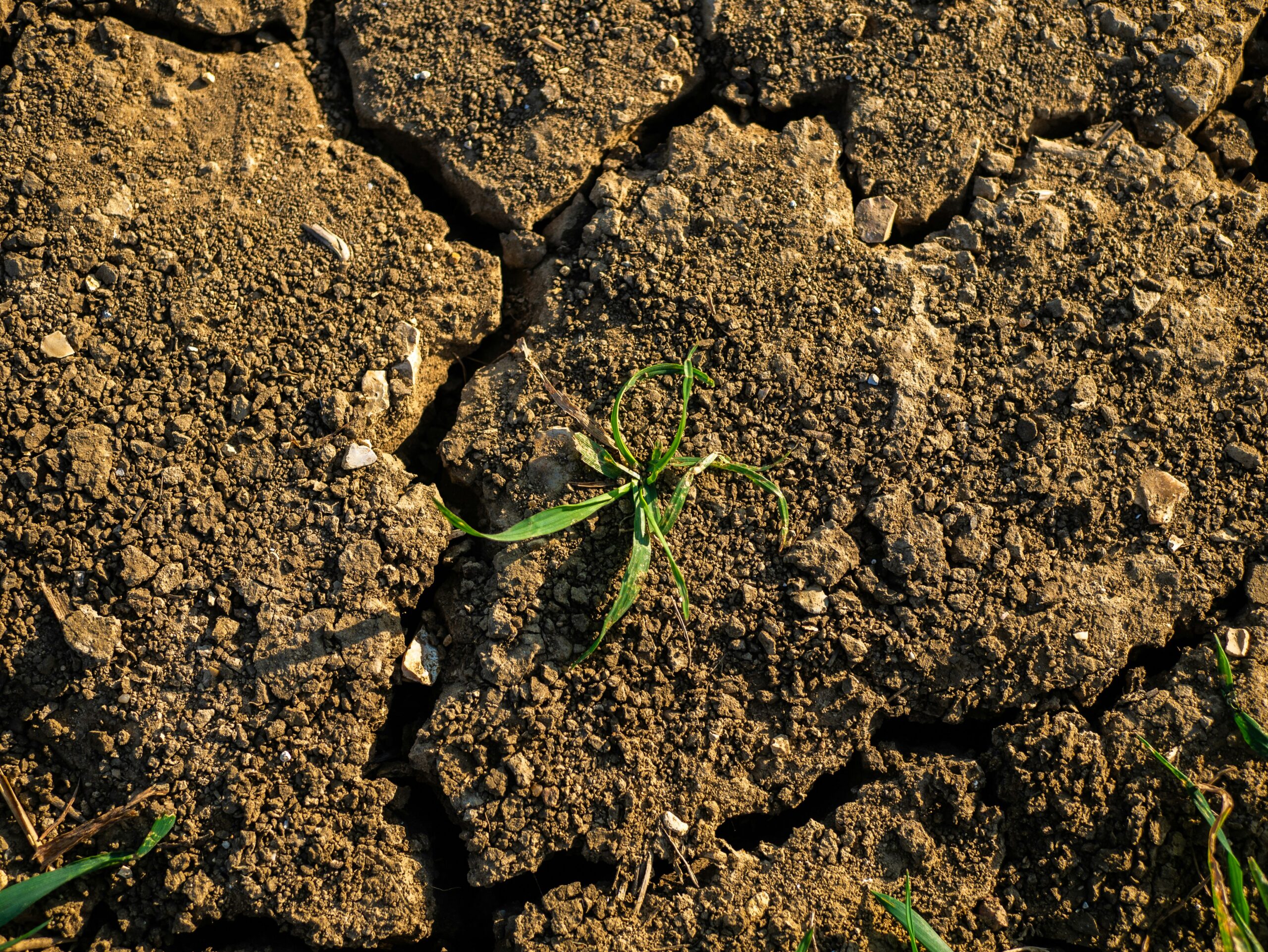 Desperate Kenyans Turn to Gingerbread Tree as Famine Bites