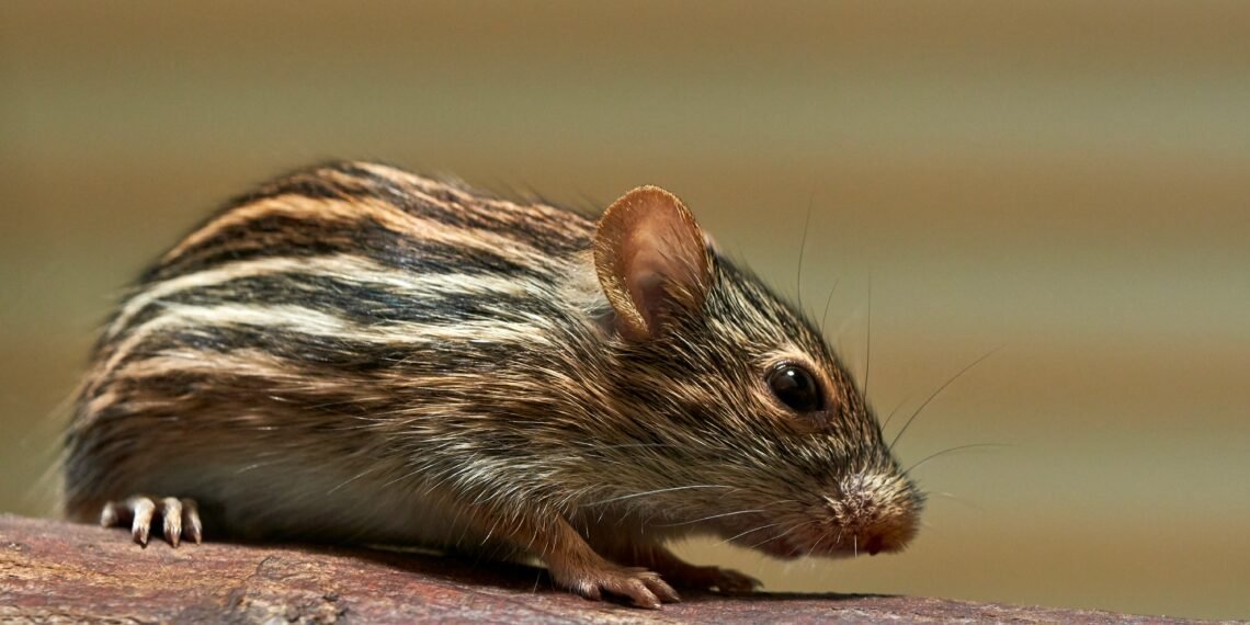 Hantavirus Exposure Triggers Isolation Of US Passenger On Remote Pitcairn Island