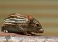 Hantavirus Exposure Triggers Isolation Of US Passenger On Remote Pitcairn Island
