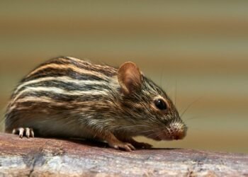 Hantavirus Exposure Triggers Isolation Of US Passenger On Remote Pitcairn Island
