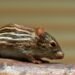 Hantavirus Exposure Triggers Isolation Of US Passenger On Remote Pitcairn Island