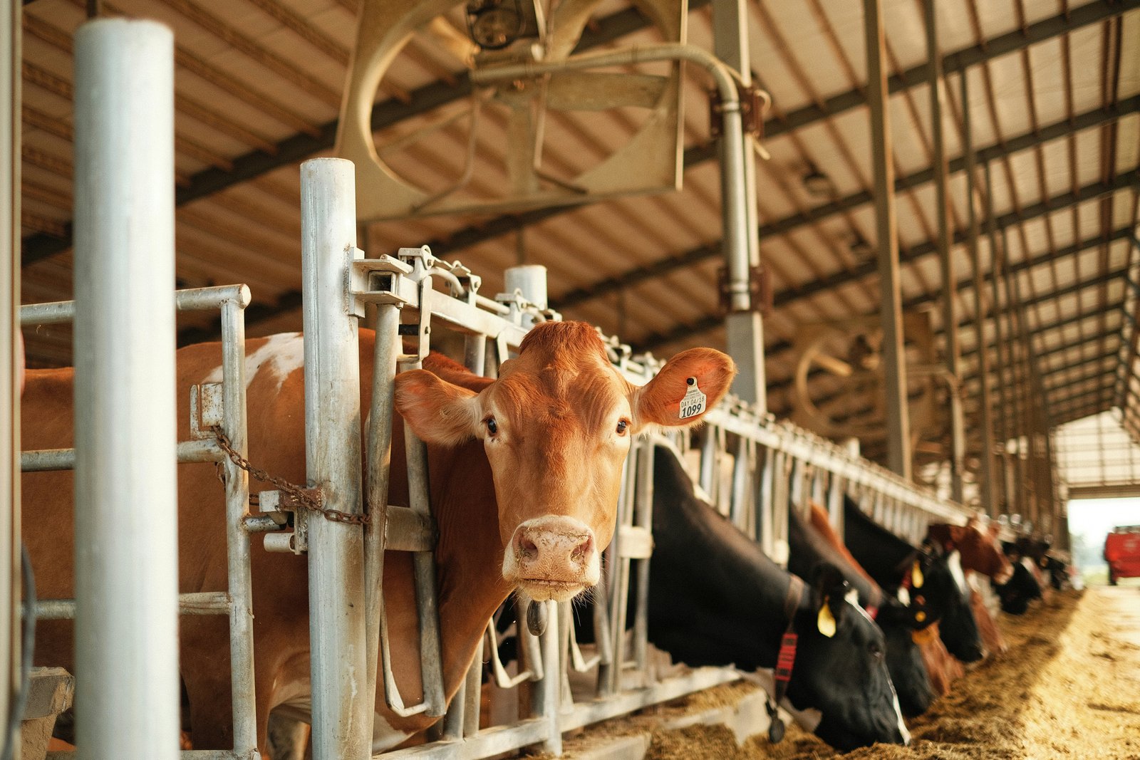 Anti-Immigration Camps Fume After Trump Grants Migrant Visas to Dairy Farms