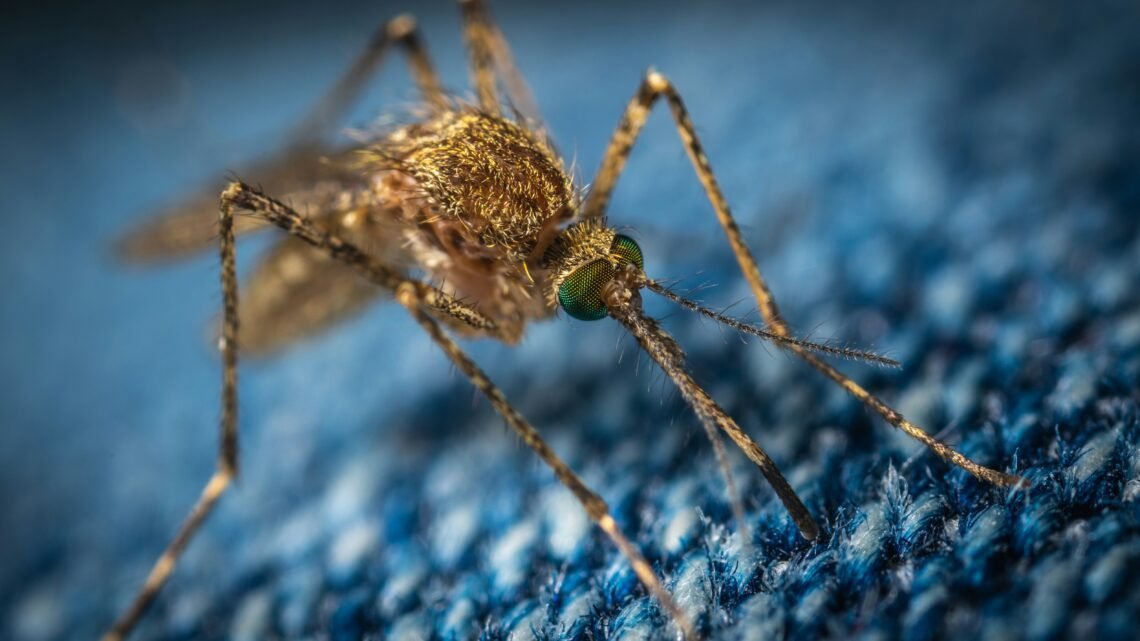 32 Million Mosquitoes Headed to Florida and California as Part of Google's Plan to Stop West Nile
