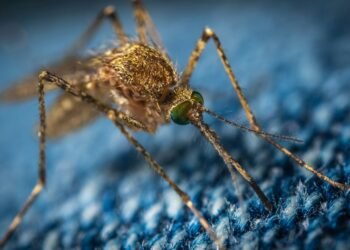 32 Million Mosquitoes Headed to Florida and California as Part of Google's Plan to Stop West Nile