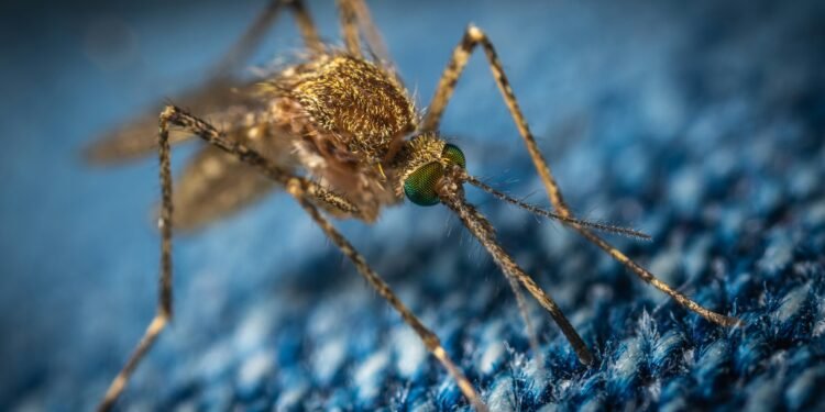 32 Million Mosquitoes Headed to Florida and California as Part of Google's Plan to Stop West Nile
