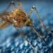32 Million Mosquitoes Headed to Florida and California as Part of Google's Plan to Stop West Nile