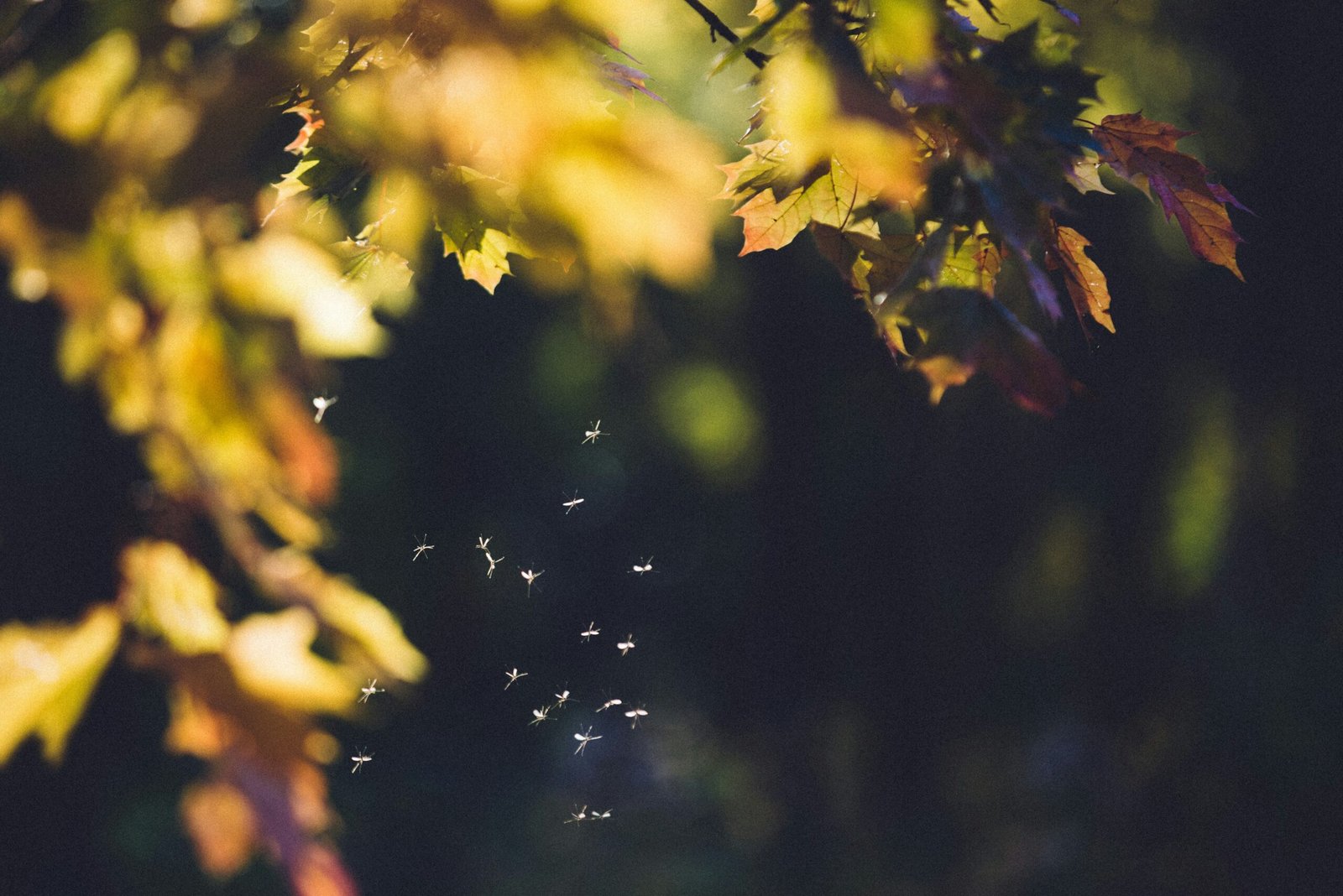 32 Million Mosquitoes Headed to Florida and California as Part of Google's Plan to Stop West Nile