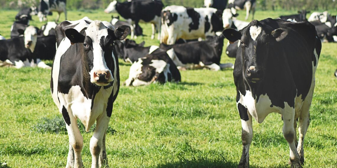 Anti-Immigration Camps Fume After Trump Grants Migrant Visas to Dairy Farms