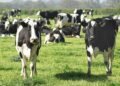 Anti-Immigration Camps Fume After Trump Grants Migrant Visas to Dairy Farms