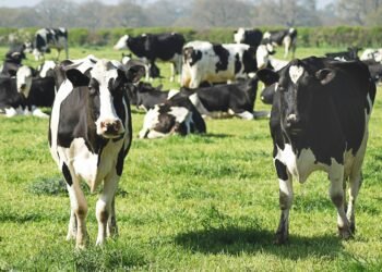 Anti-Immigration Camps Fume After Trump Grants Migrant Visas to Dairy Farms