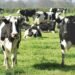 Anti-Immigration Camps Fume After Trump Grants Migrant Visas to Dairy Farms