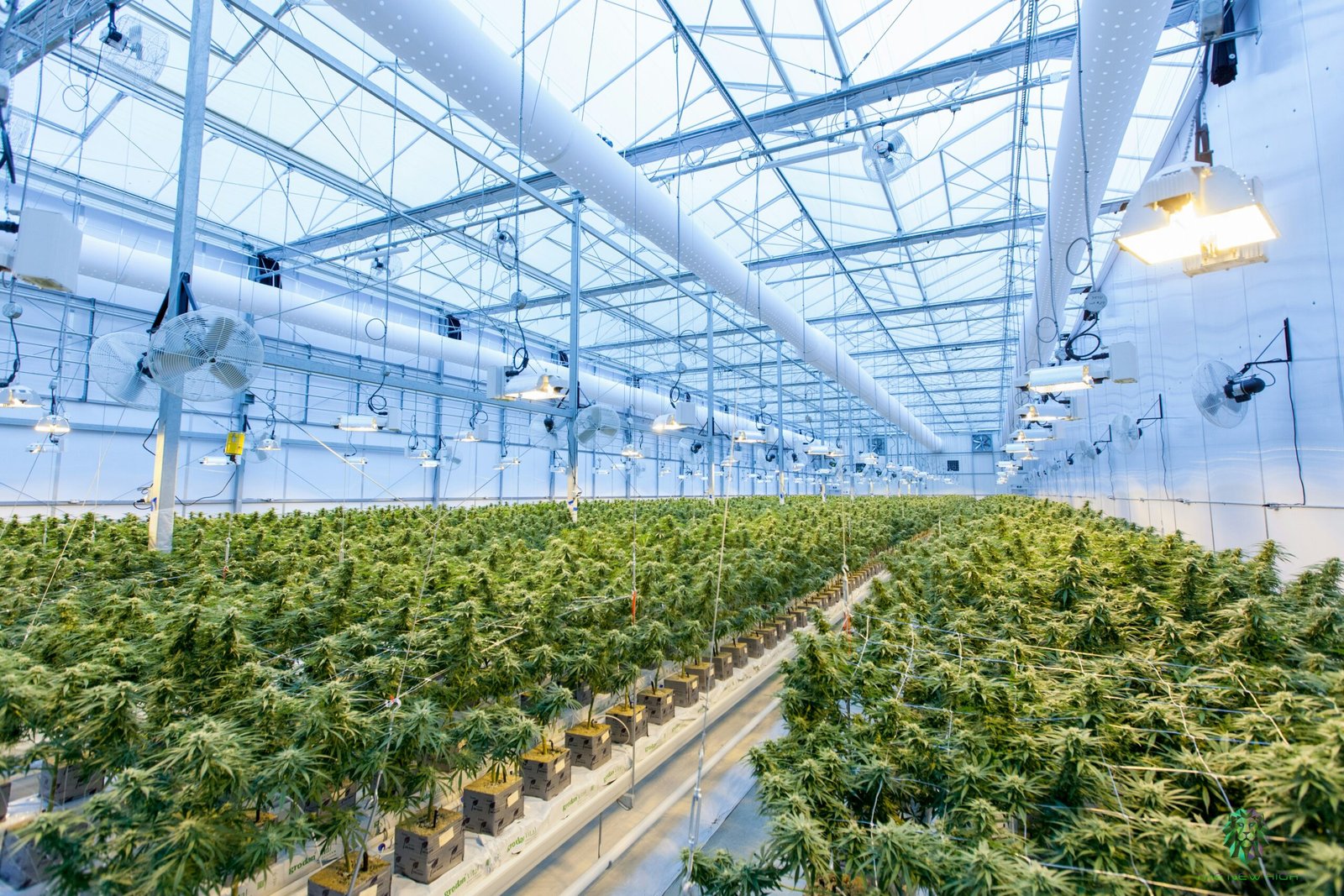 Virginia Approves Framework for Recreational Cannabis Sales in Major Policy Shift