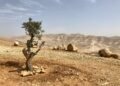 West Bank Settlement Givat Ze’ev Elevated To City Under Israeli Government