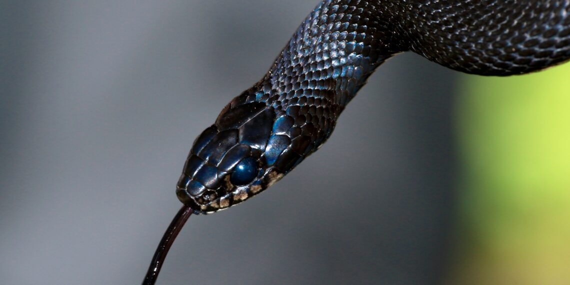 Arkansas Football Player Practices for About an Hour With a Venomous Snake in His Helmet