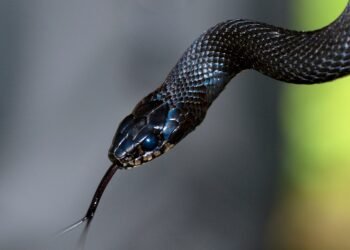 Arkansas Football Player Practices for About an Hour With a Venomous Snake in His Helmet