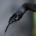 Arkansas Football Player Practices for About an Hour With a Venomous Snake in His Helmet