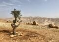 Palestinian Access To West Bank Springs, Heritage Sites Threatened By Settlers