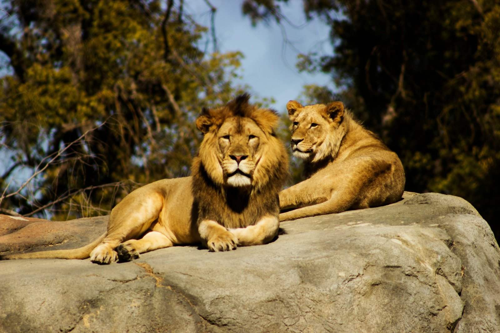 10 Lions Found Dead in Suspected Tanzania Poisoning