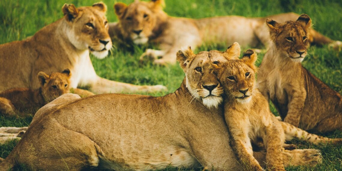 10 Lions Found Dead in Suspected Tanzania Poisoning