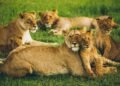 10 Lions Found Dead in Suspected Tanzania Poisoning