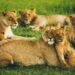 10 Lions Found Dead in Suspected Tanzania Poisoning