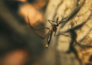 Dengue Outbreak Hits Florida: Are U.S. Health Officials Unprepared?
