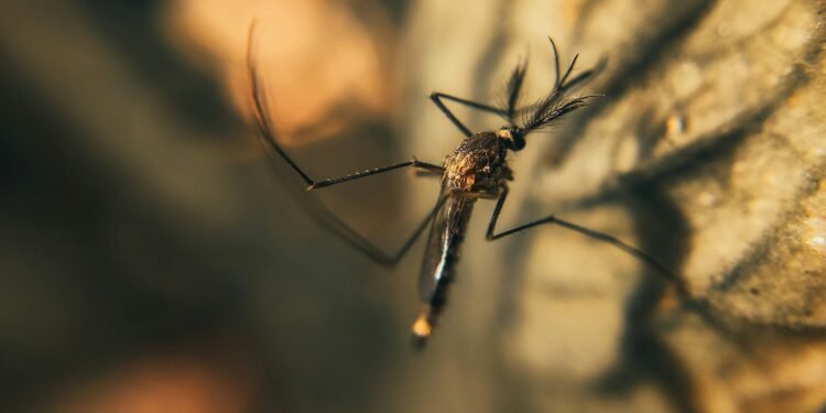 ​Dengue Outbreak Hits Florida: Are U.S. Health Officials Unprepared?