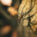 Dengue Outbreak Hits Florida: Are U.S. Health Officials Unprepared?