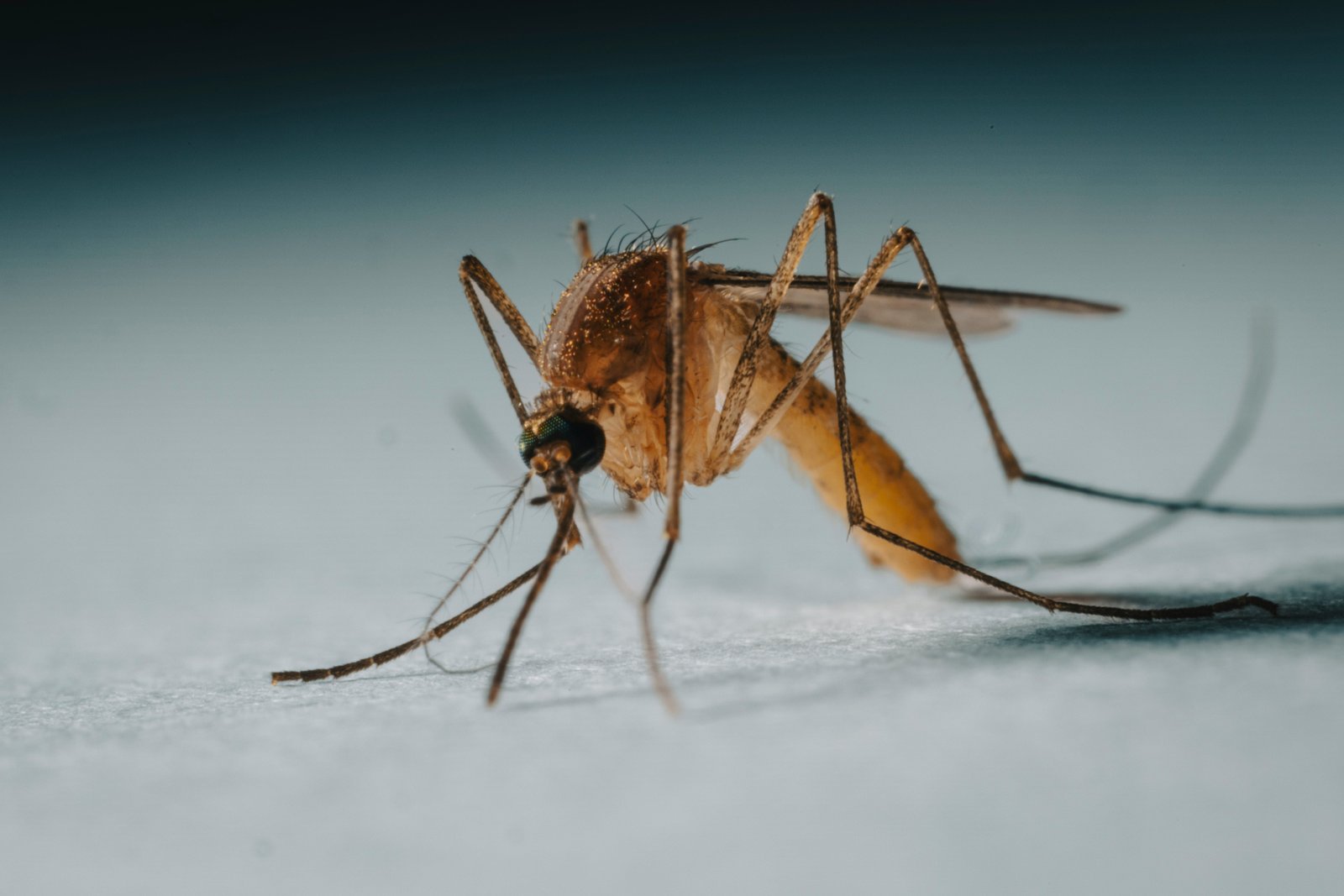​Dengue Outbreak Hits Florida: Are U.S. Health Officials Unprepared?
