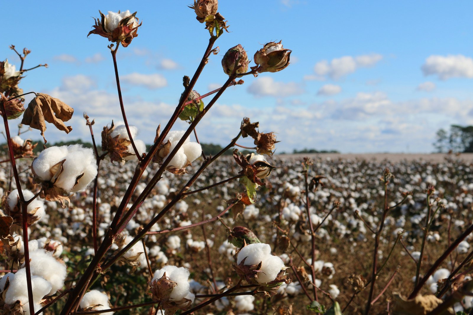 How Benin Is Turning Its Cotton Into Locally Made Fashion