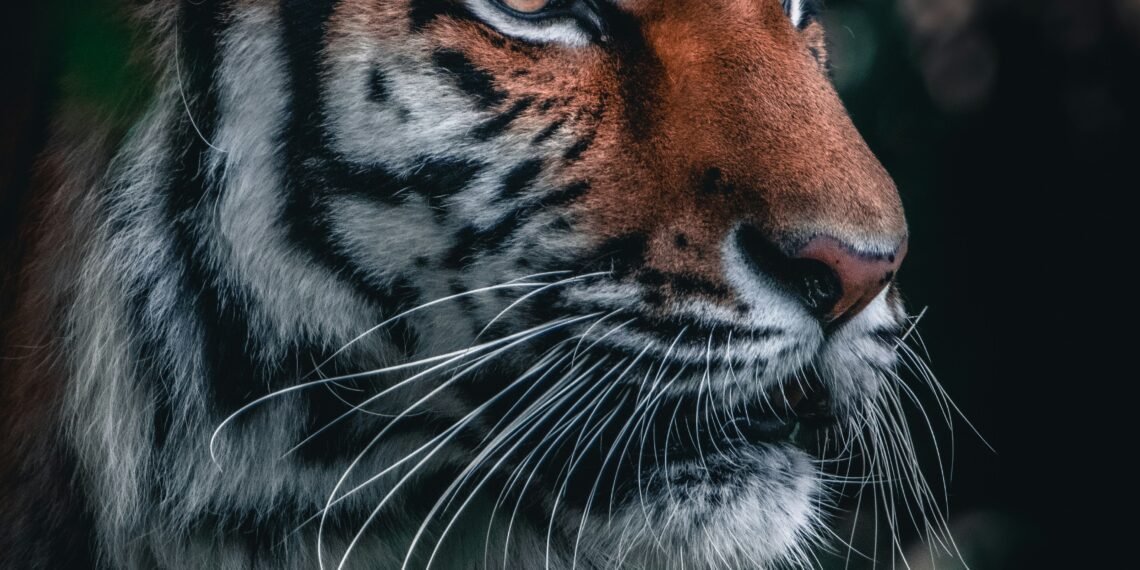 UK Tiger Attack: Family Expresses ‘Severe Distress’ Over Online Footage Shared by Trump